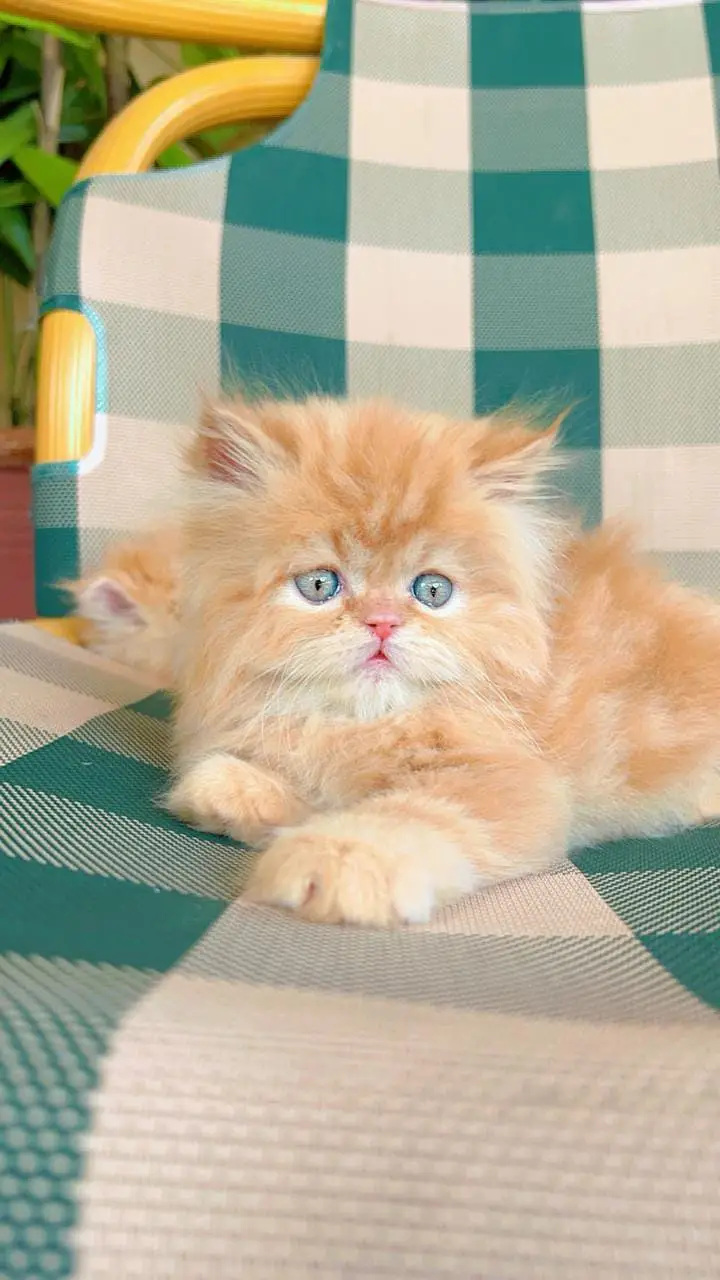 Semi Punch triple coated kittens for sale — photo 4