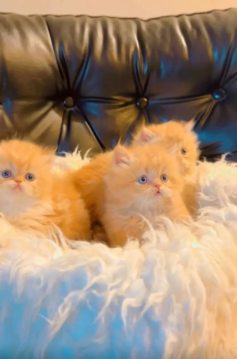Semi Punch triple coated kittens for sale — photo 5