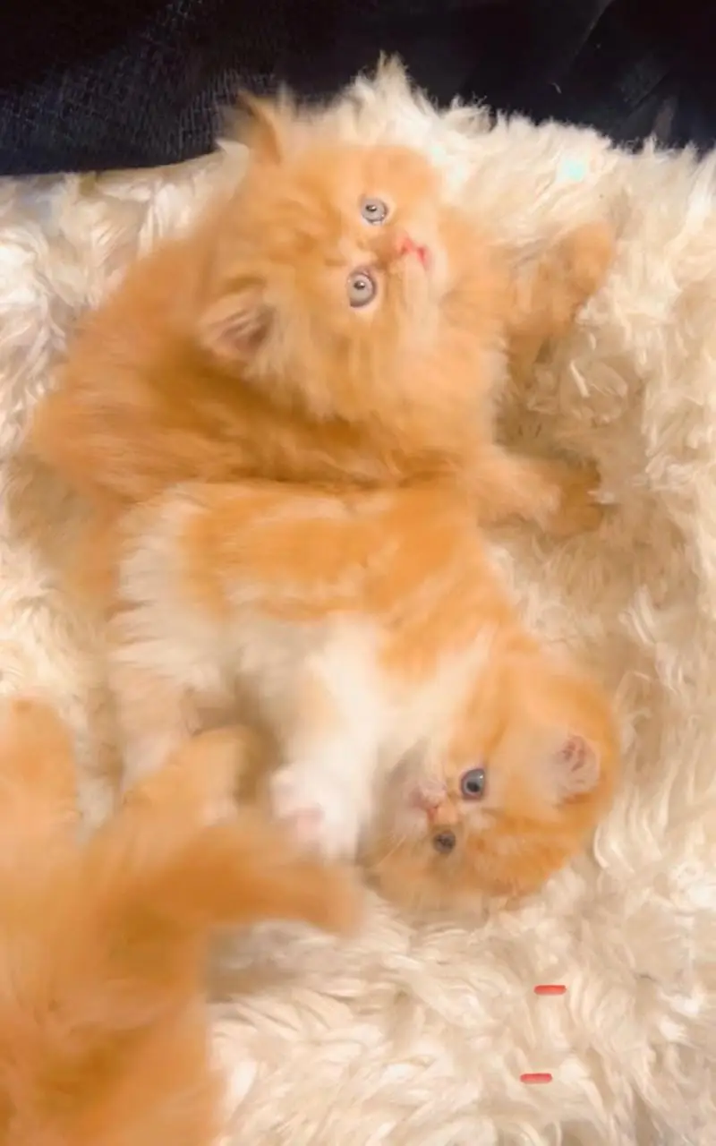 Semi Punch triple coated kittens for sale — photo 6