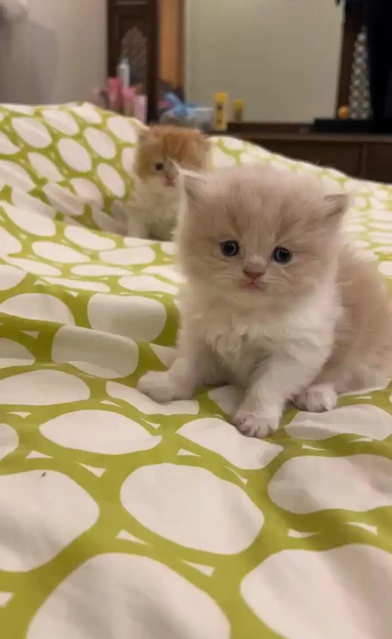 Semi Punch triple coated kittens for sale — photo 8