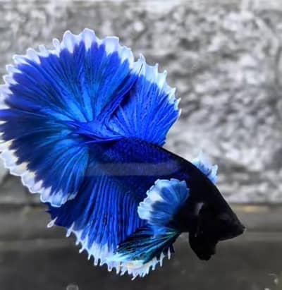 Fish and aquarium Munseeb price 03268301979
