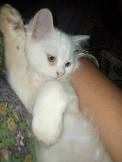 Persian cat