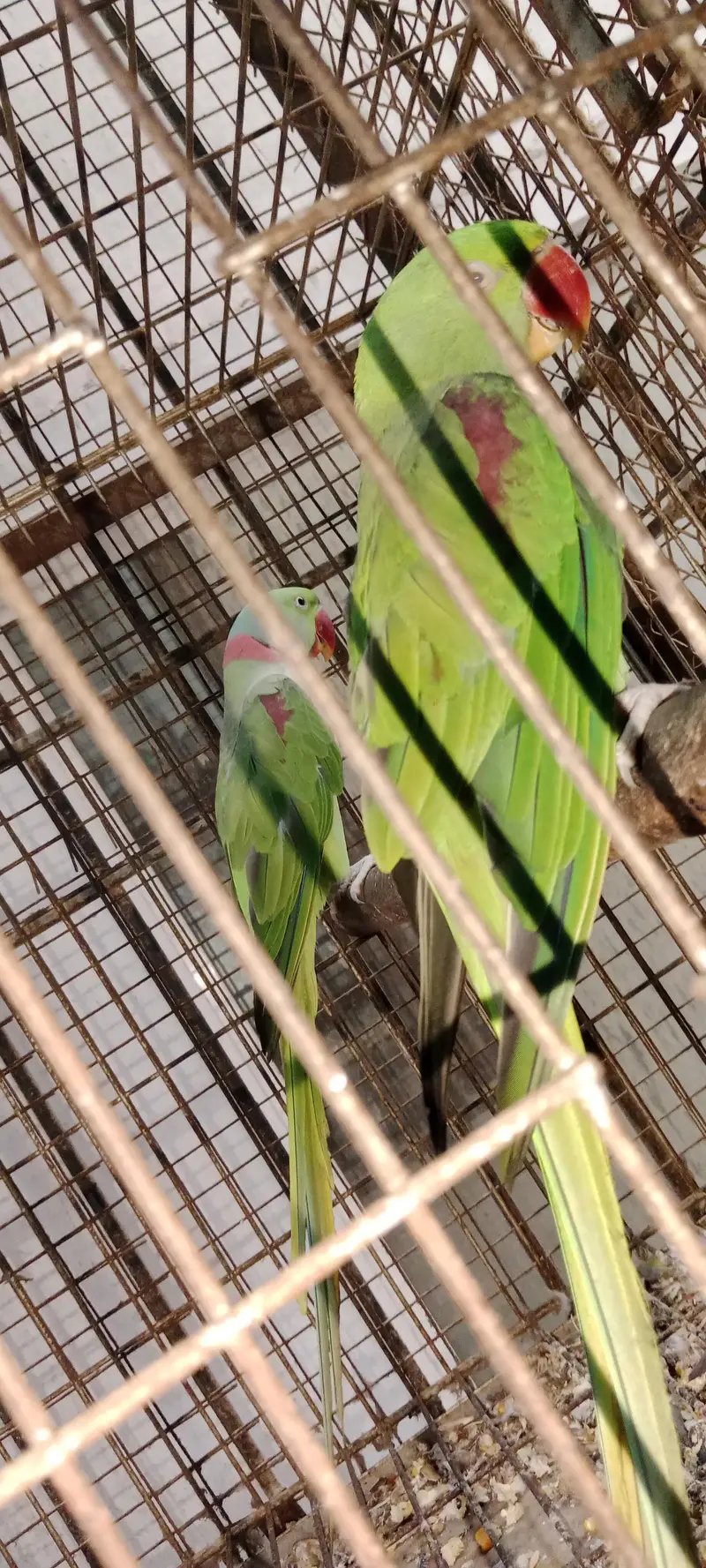 Best confirm raw breeder pair — photo 3