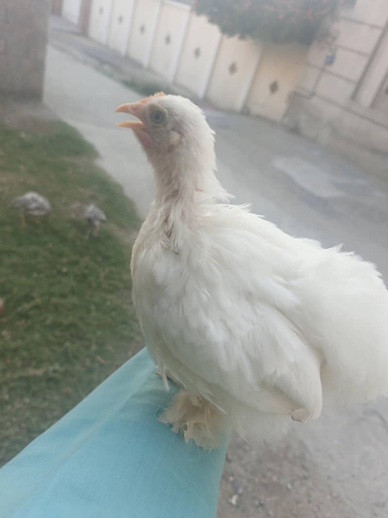 white bantam 0