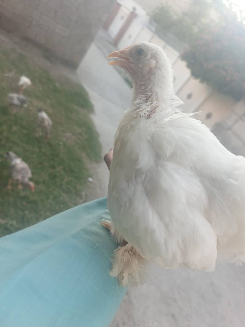 white bantam 1