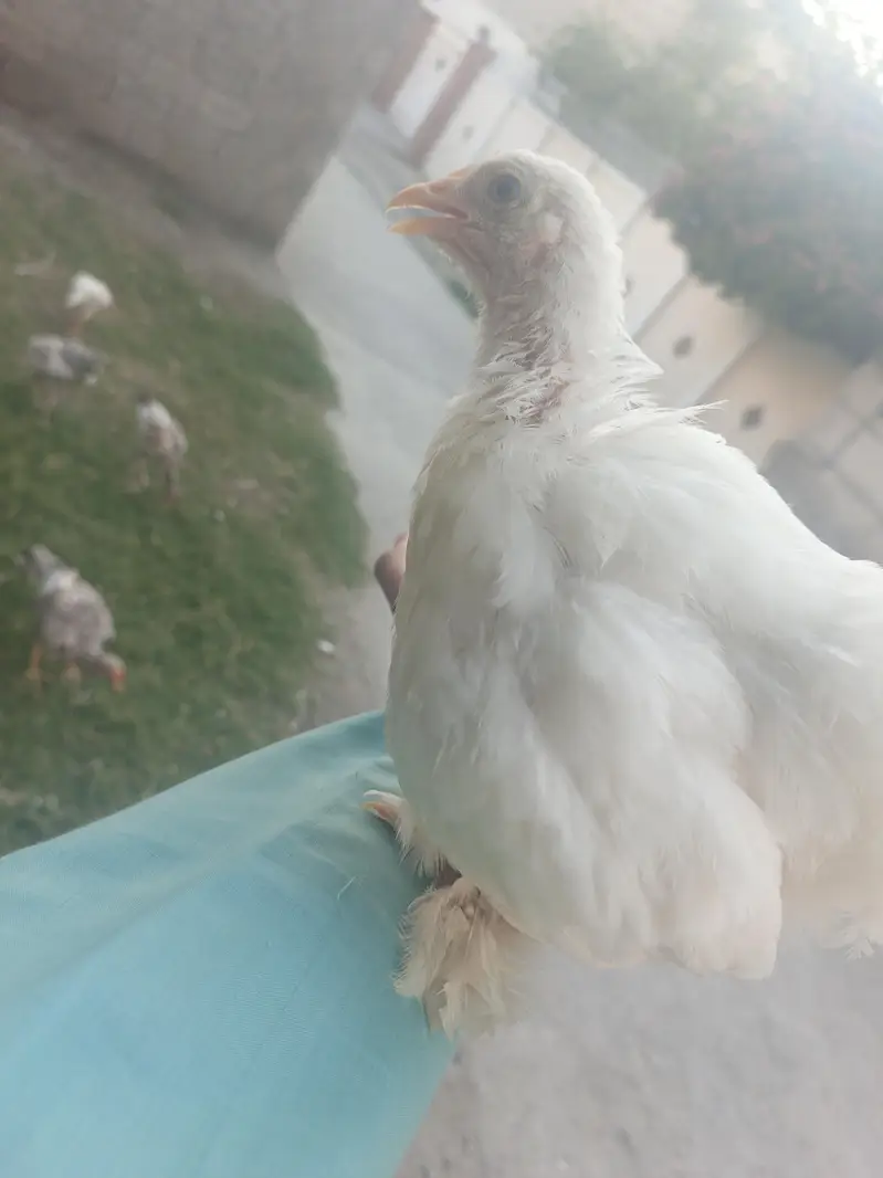 white bantam — photo 2