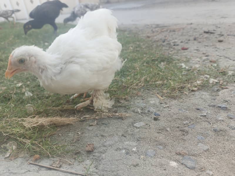 white bantam 2