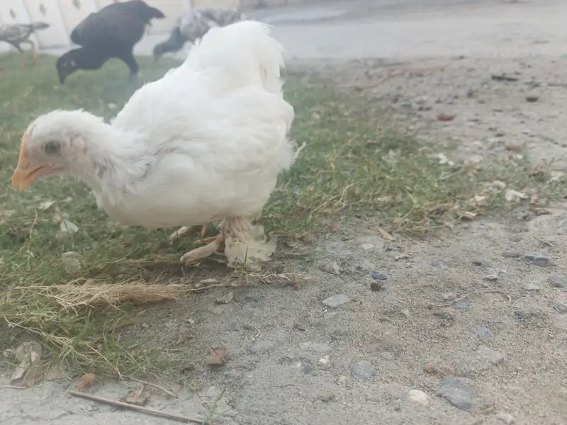 white bantam — photo 3