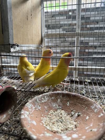 Beautiful lovebirds for sale