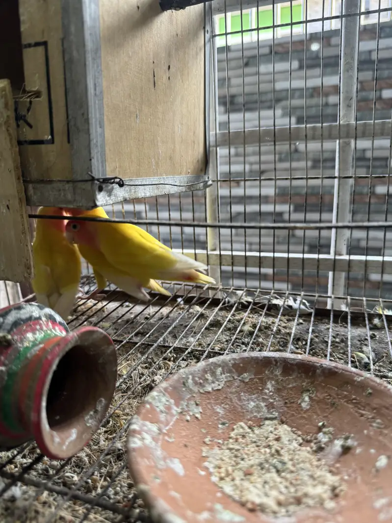 Beautiful lovebirds for sale — photo 2