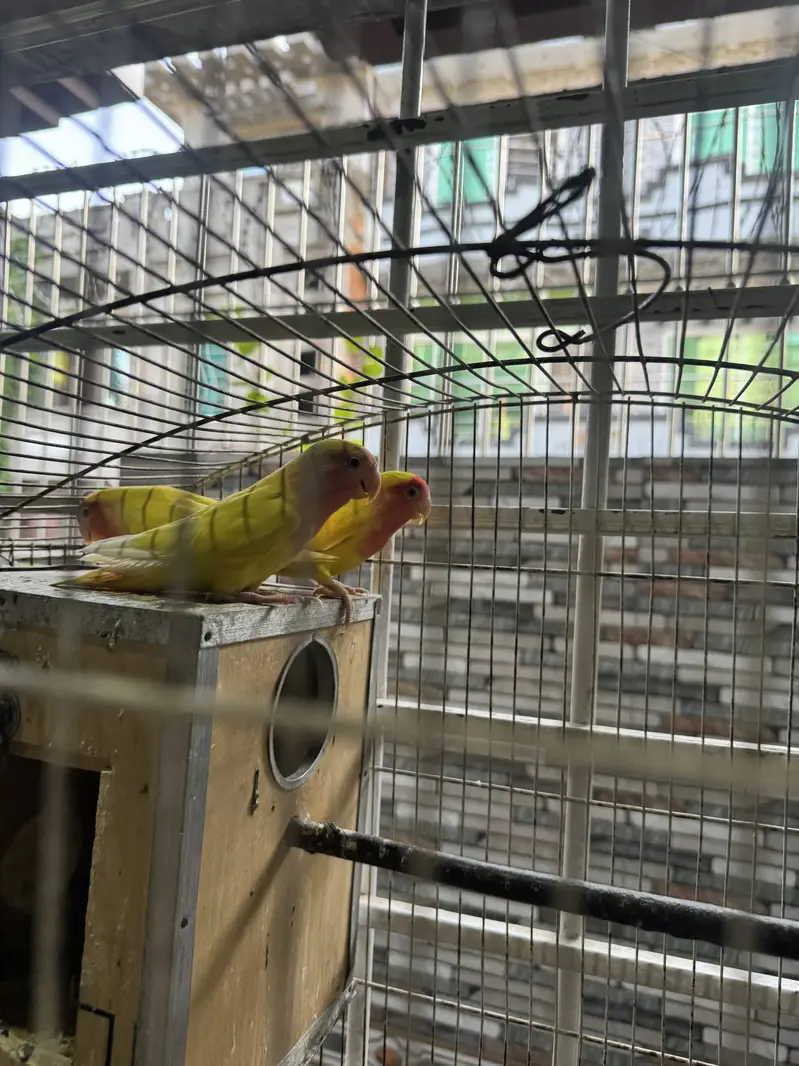 Beautiful lovebirds for sale — photo 3