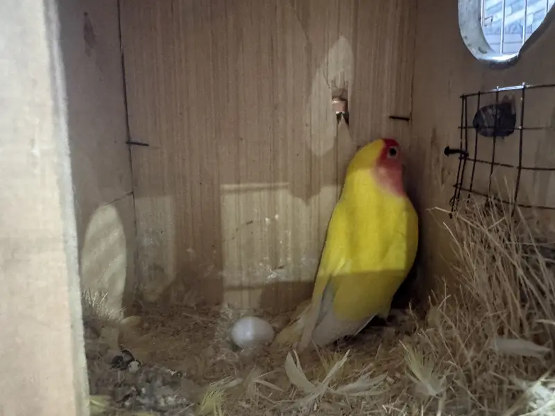 Beautiful lovebirds for sale — photo 4