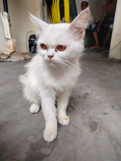 Persian cat