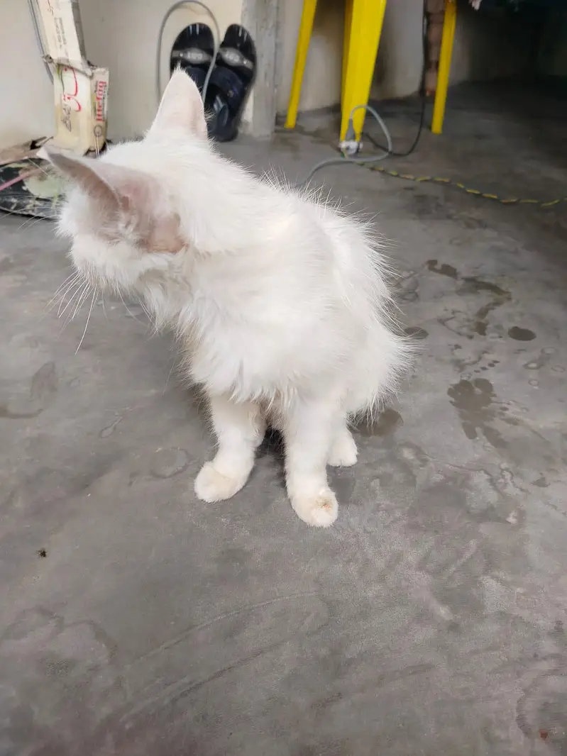 Persian cat — photo 2