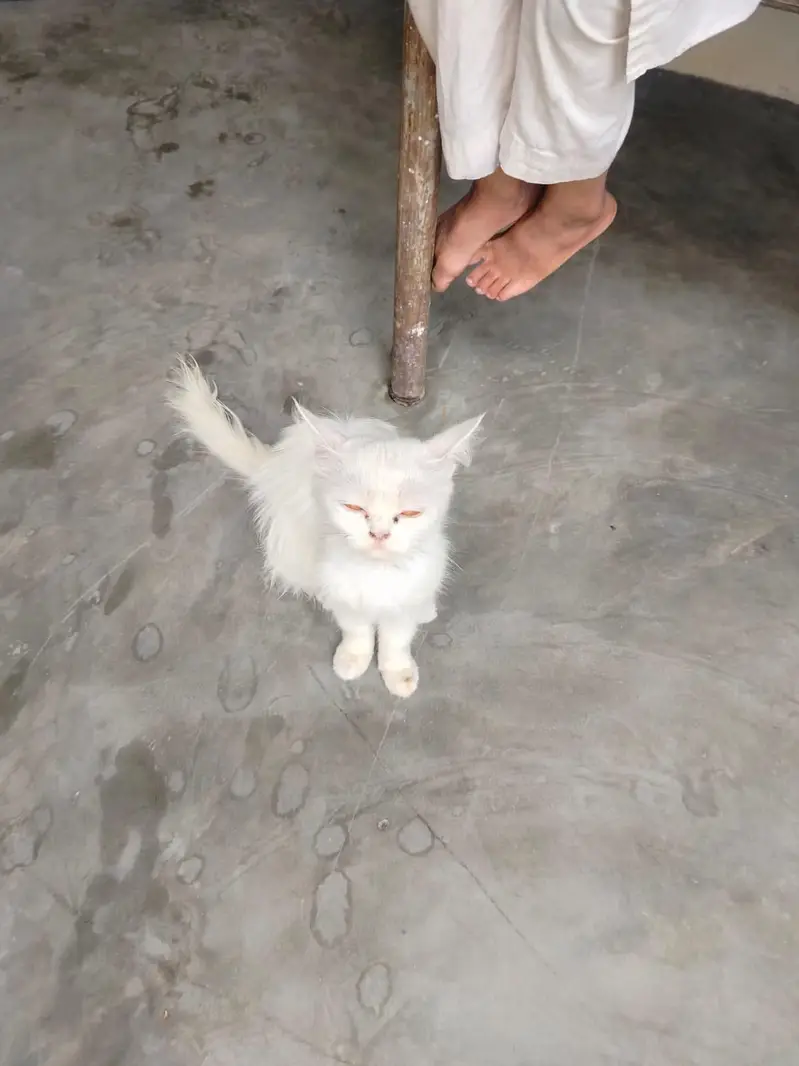 Persian cat — photo 3