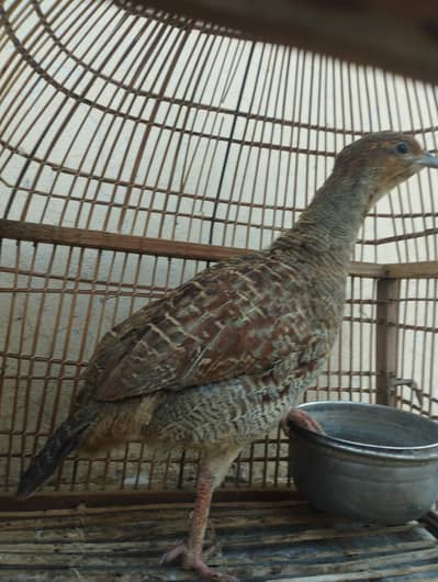 Dakhni