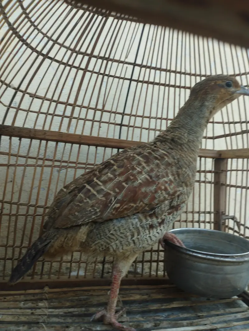Dakhni