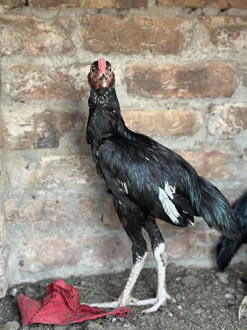 Mushka lasani aseel trio set — photo 6