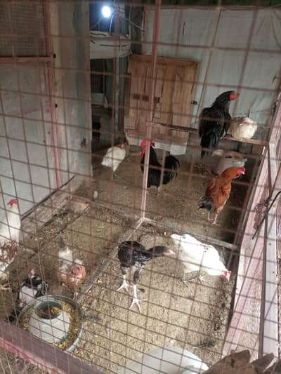 hens for sale