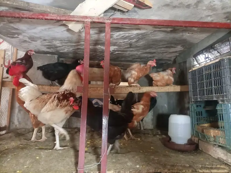 hens for sale — photo 2