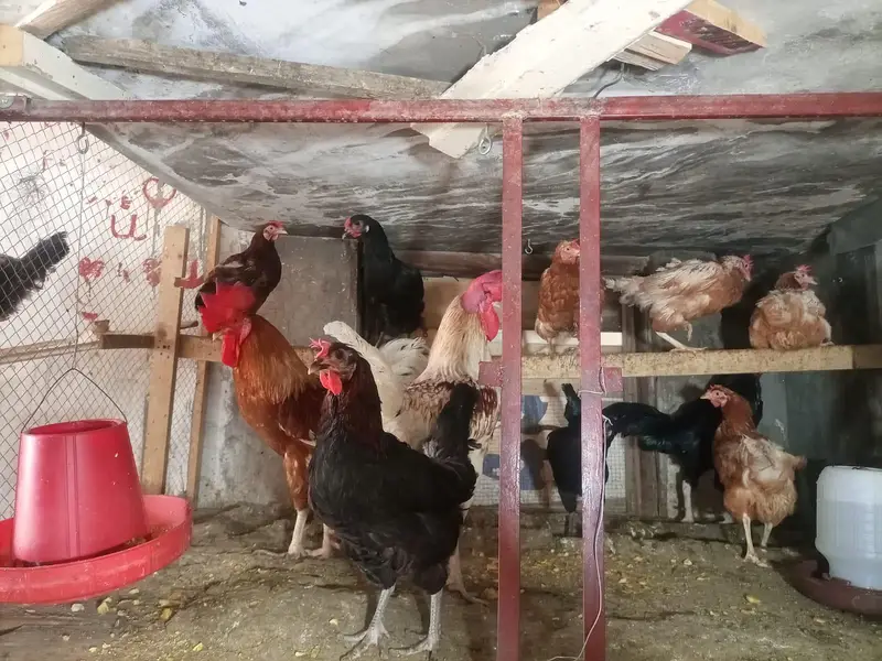 hens for sale — photo 3