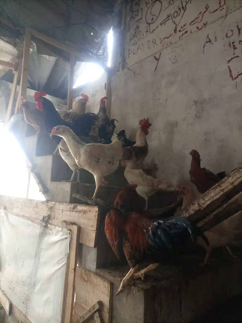 hens for sale — photo 4