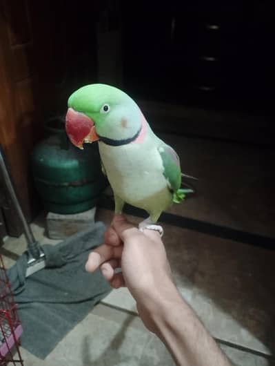 Face to face talking parrot 03288104963
