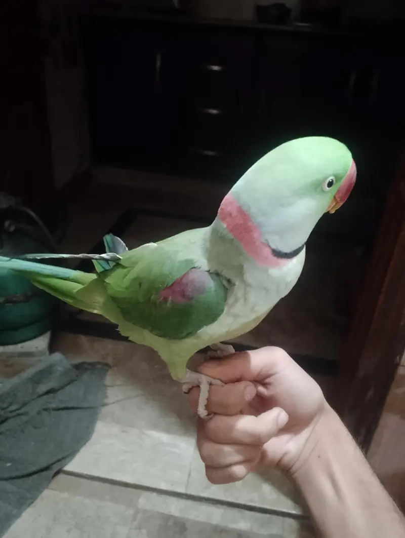 Face to face talking parrot 03288104963 — photo 2