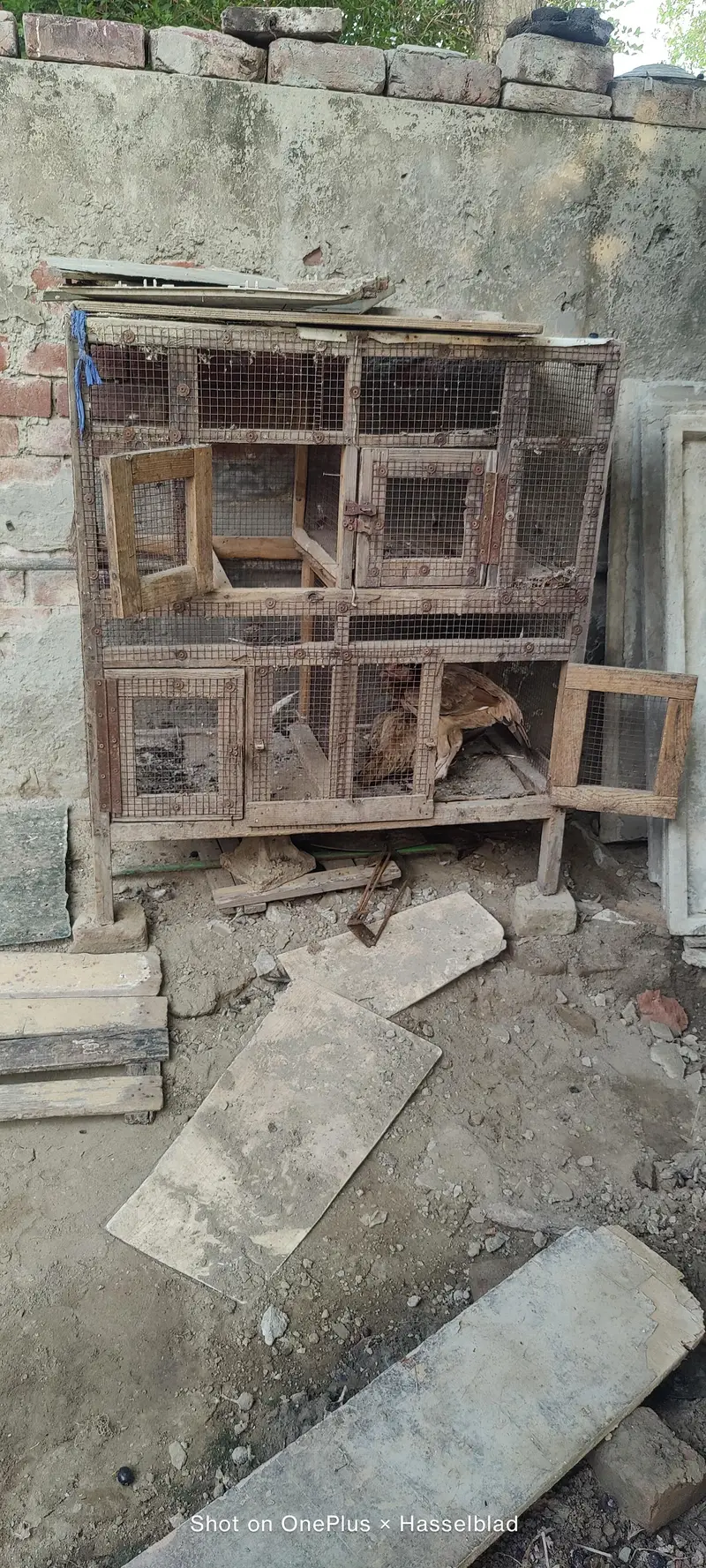 aseel — photo 5