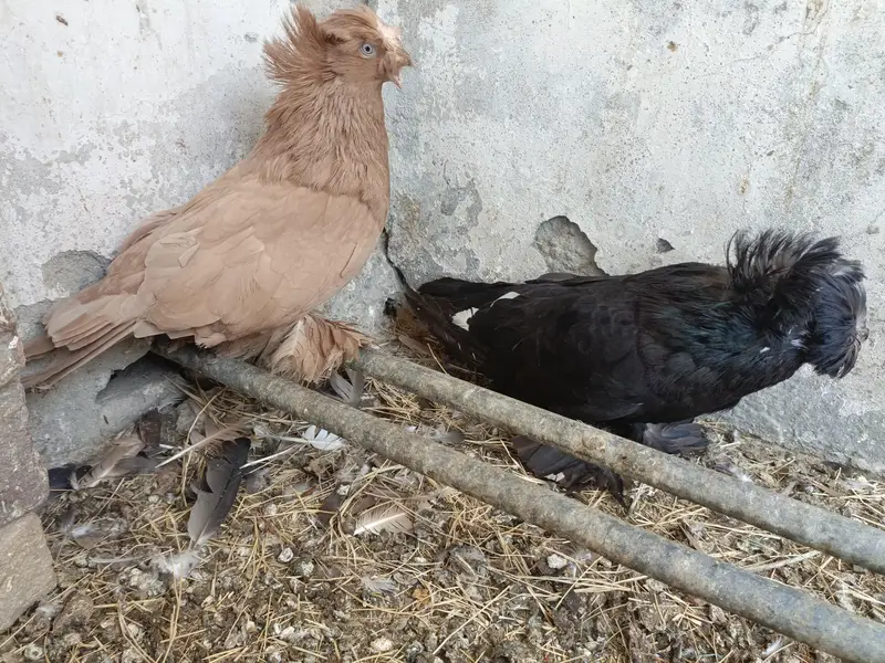 Bukhara Giant size — photo 2