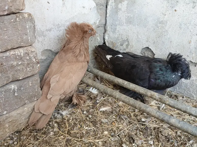 Bukhara Giant size — photo 3