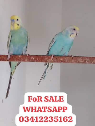 FBG BREEDER PAIR