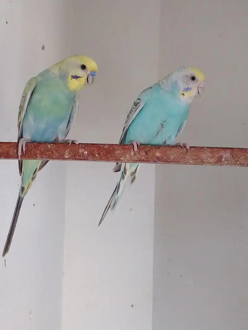 FBG BREEDER PAIR — photo 2