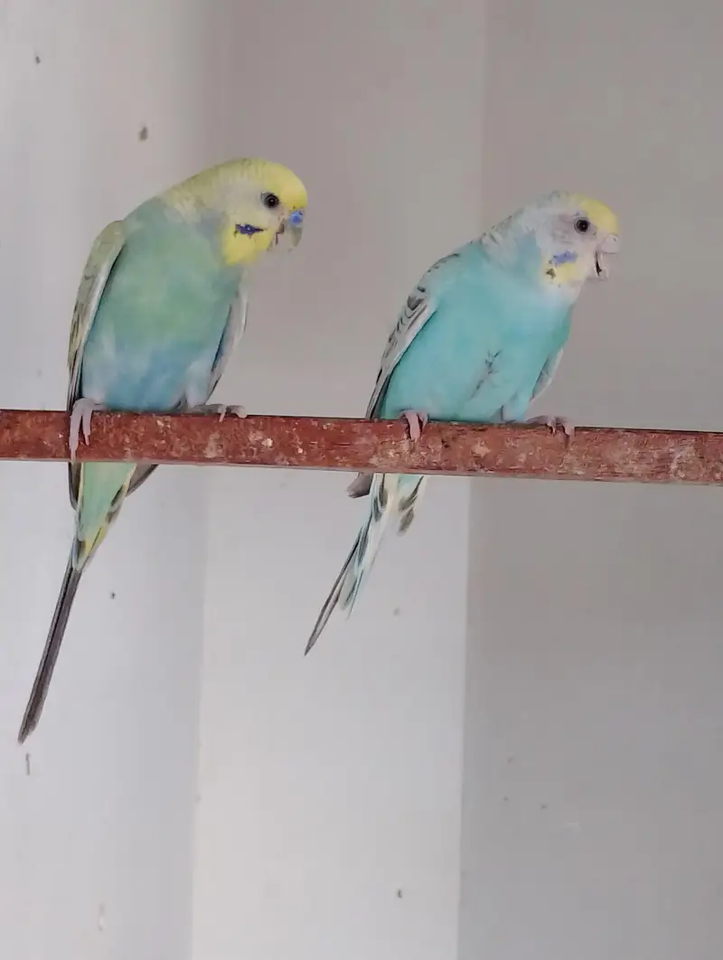 FBG BREEDER PAIR — photo 3