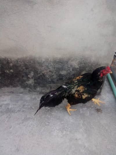 urgent for sale