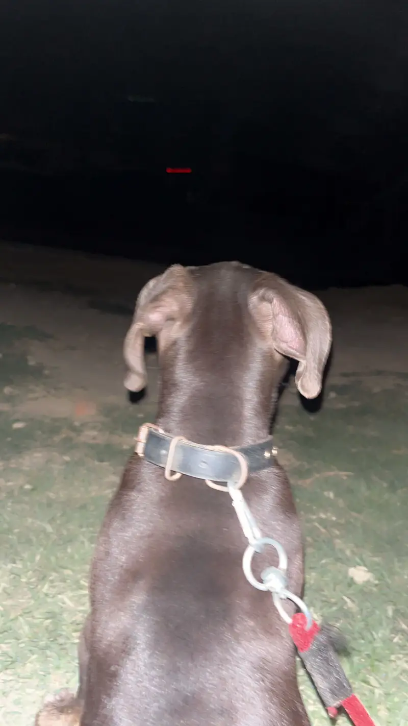 Pitbull 2.5 month Dog — photo 2