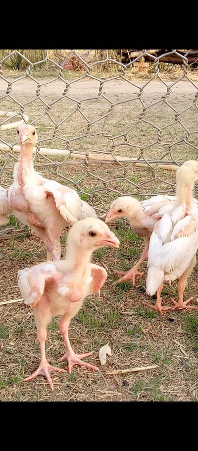 Mianwali aseel Heera chick's