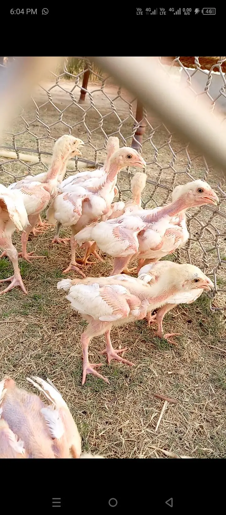 Mianwali aseel Heera chick's — photo 2