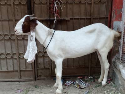 Gulabi ablak bakri for sale