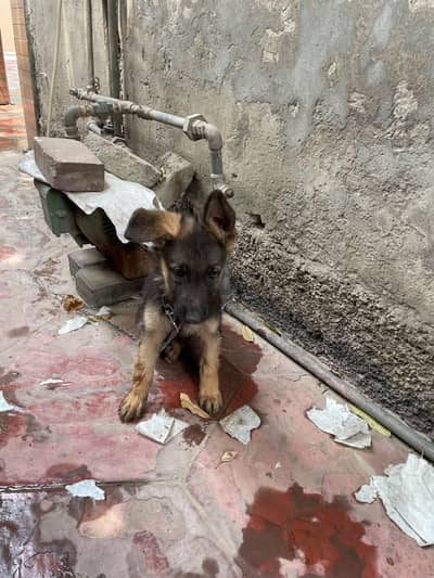 German shepherd contact on 03278557192