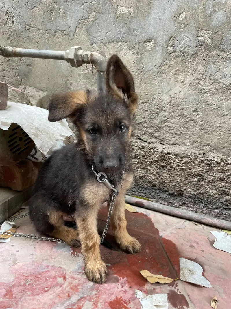 German shepherd contact on 03278557192 — photo 2