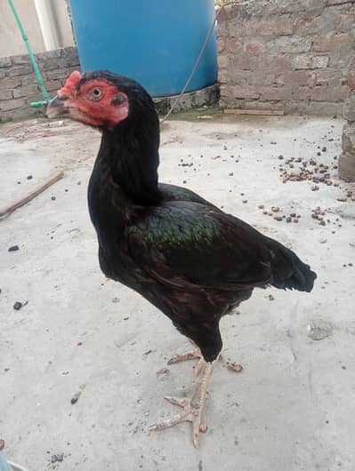 aseel mushki Madi heera pathi