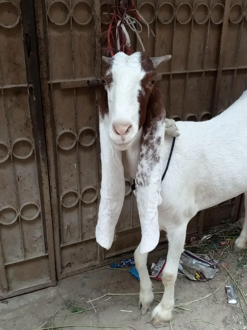 Gulabi ablak bakri for sale — photo 2
