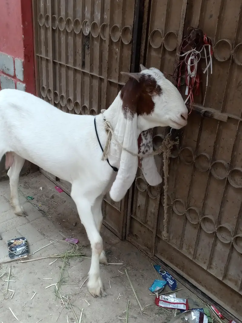 Gulabi ablak bakri for sale — photo 3