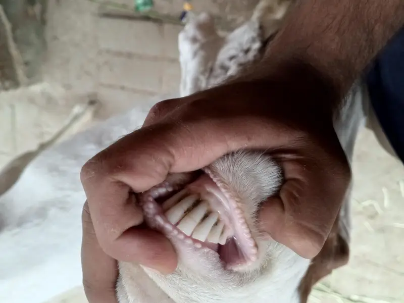 Gulabi ablak bakri for sale — photo 4