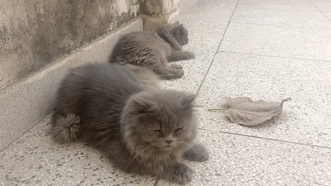 piki kittens_triple Coated|British shorthair kittens|scotish fold/pek — photo 2