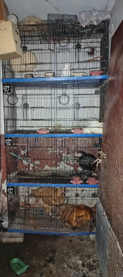 iron cage 8 boxes included