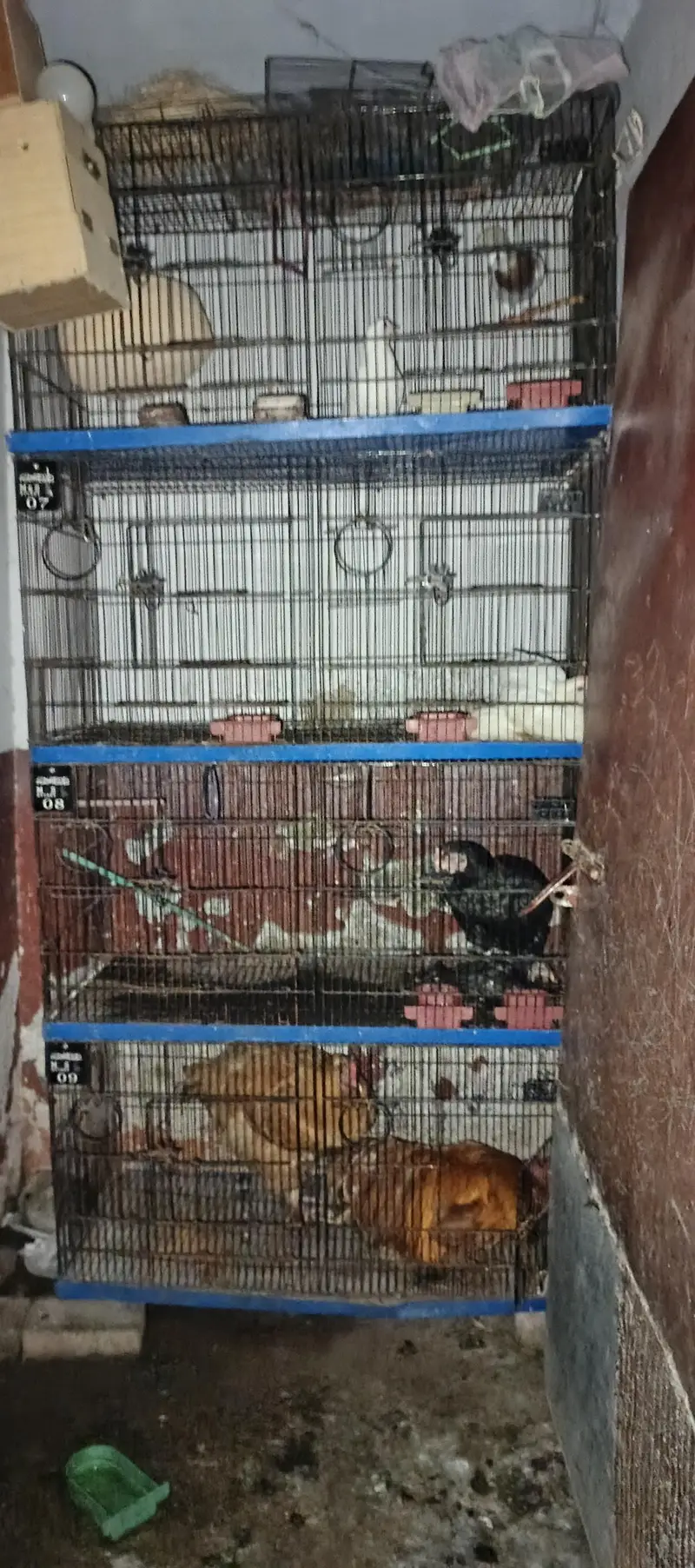iron cage 8 boxes included — photo 2