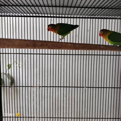 Fisher Love Bird's