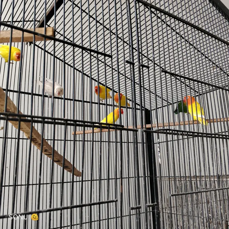 Fisher Love Bird's — photo 2